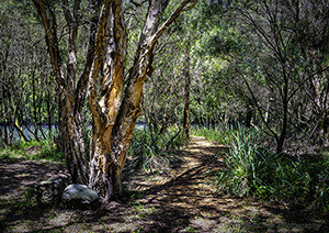 Bush Pathway